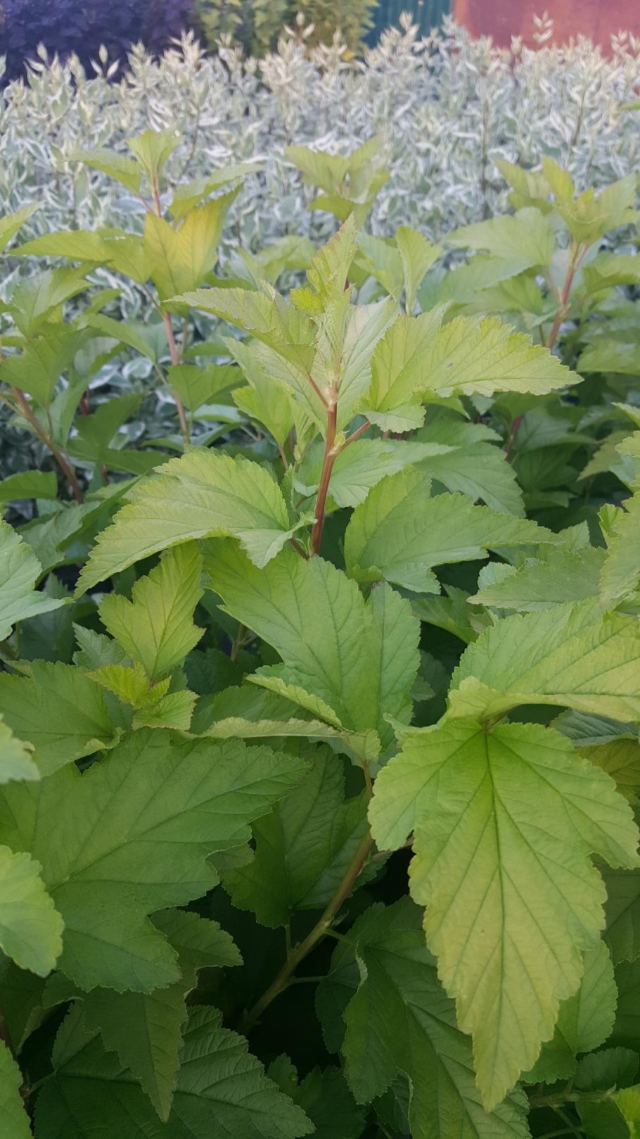 Пузыреплодник Лито Джокер