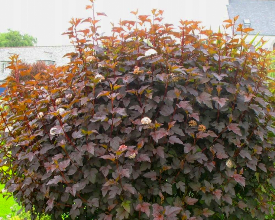 Пузыреплодник калинолистный little Joker