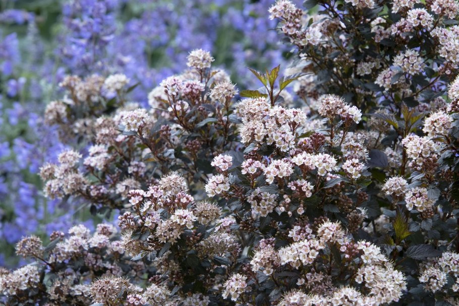 Пузыреплодник калинолистный Литтл Джокер