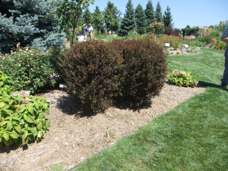 Пузыреплодник калинолистный "Red Esquire"