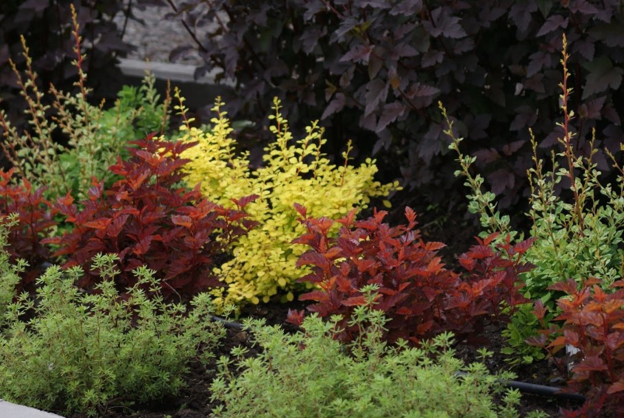 Литр Джокер пузыреплодник