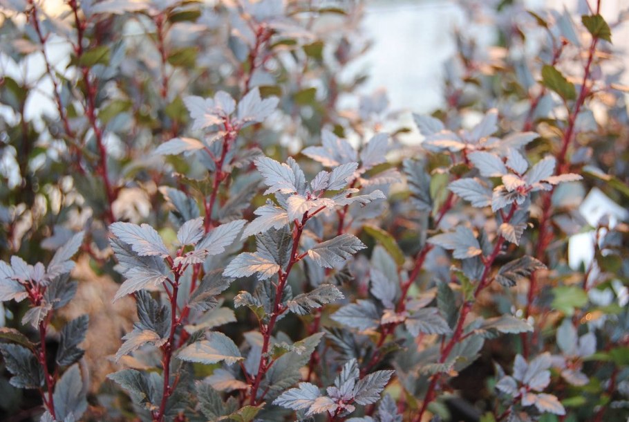 Пузыреплодник Коппертина