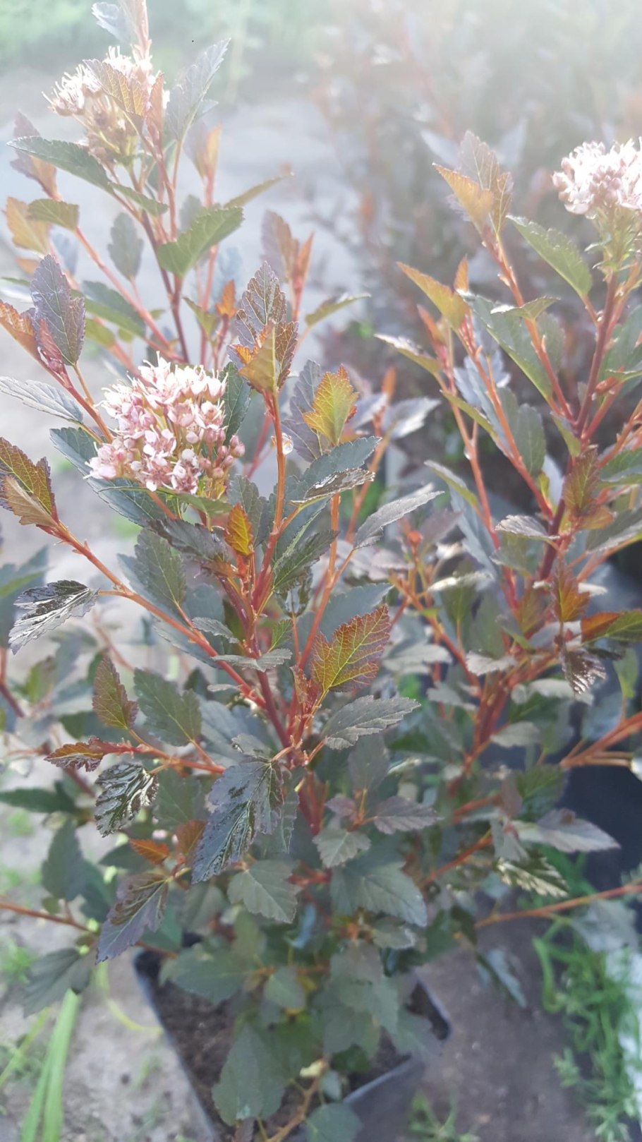 Пузыреплодник калинолистный литтл джокер