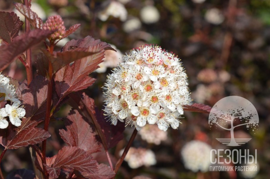 Пузыреплодник калинолистный (physocarpus opulifolius &#96;diabolo&#96;)