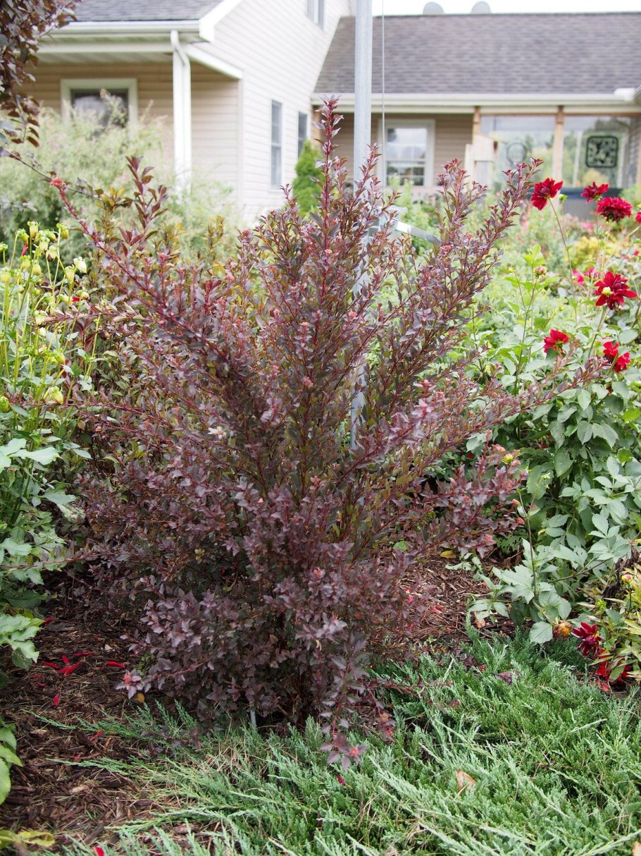 Пузыреплодник калинолистный "Литтл девил"