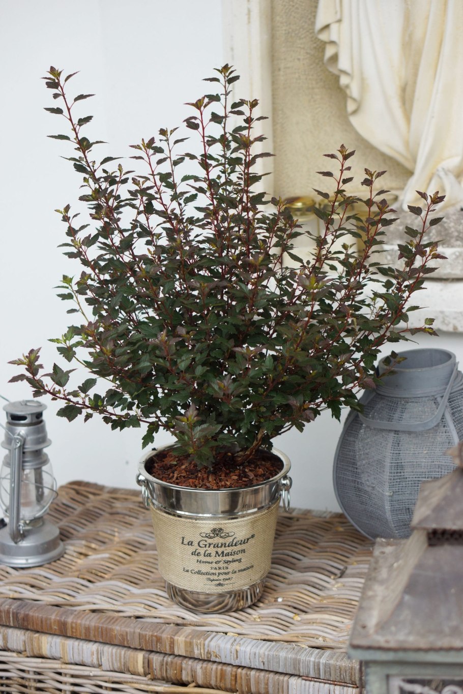 Пузыреплодник Литтл Джокер