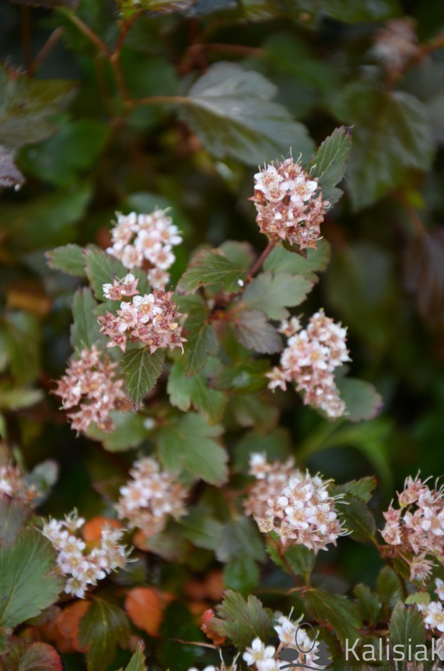 Пузыреплодник калинолистный - Physocarpus opulifolius 'Diabolo'