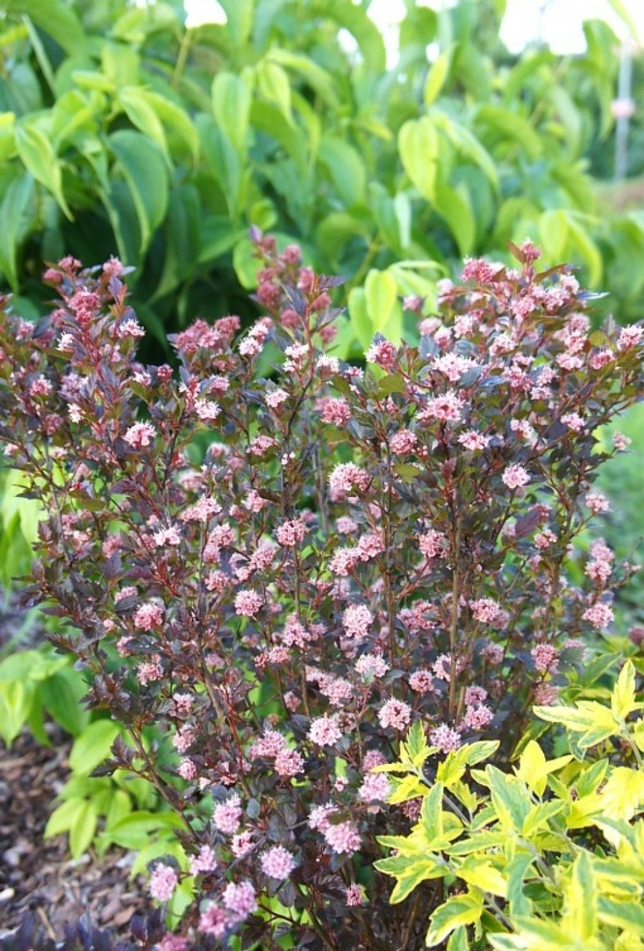 Пузыреплодник калинолистный олл Блэк