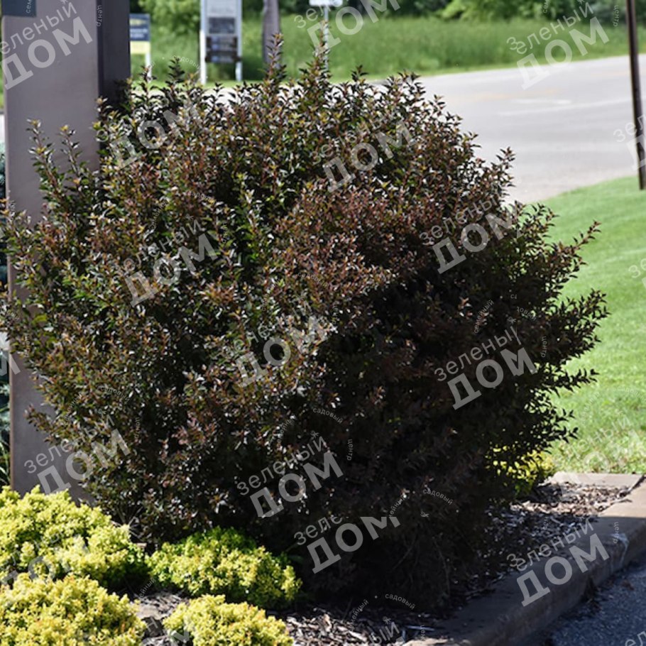 Пузыреплодник Джокер