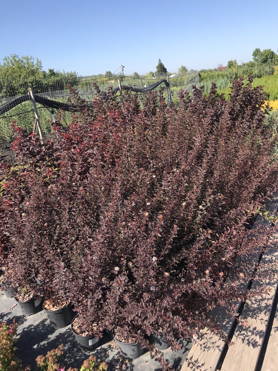 Барбарис Тунберга Red Rocket