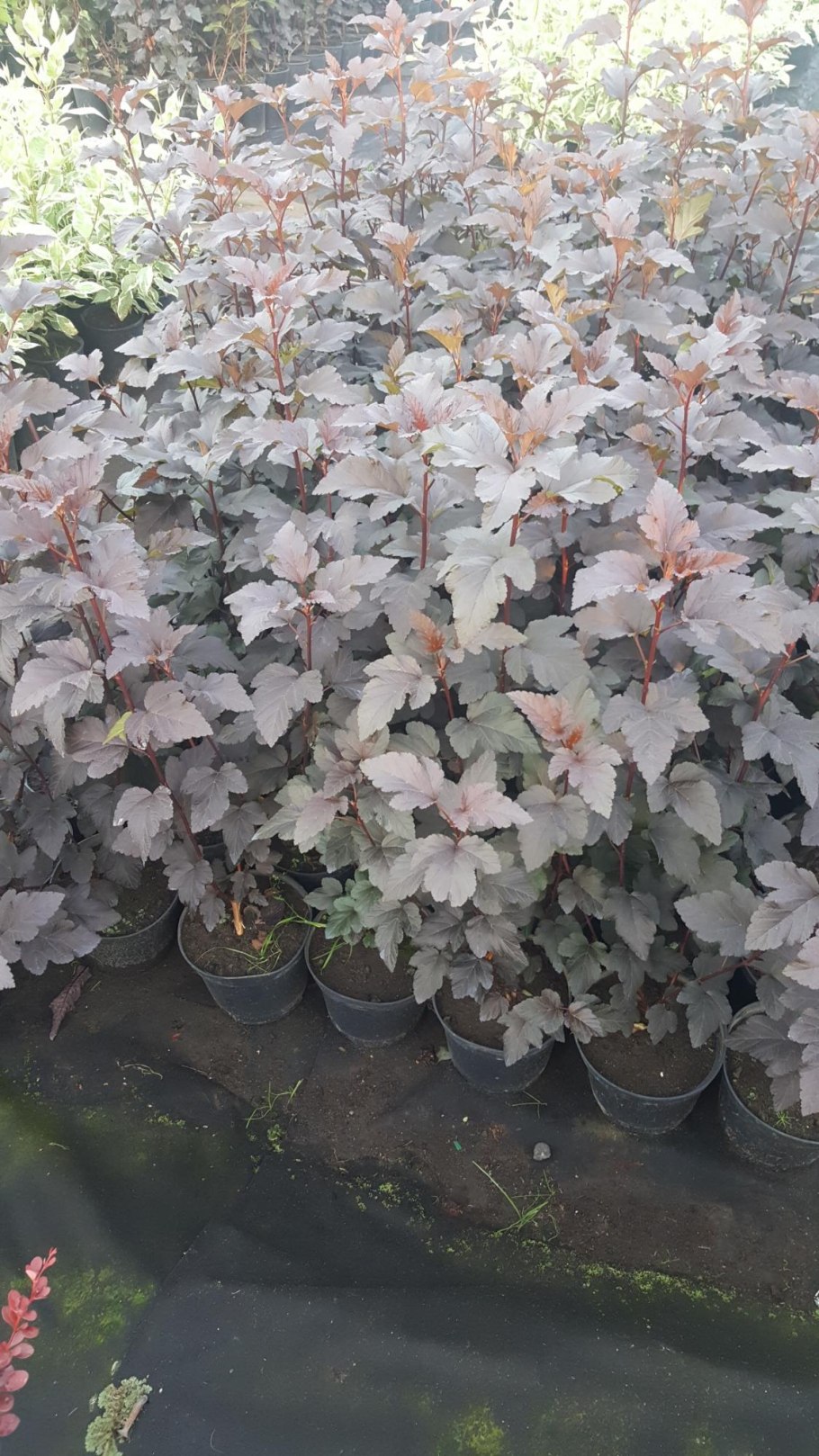 Пузыреплодник little Devil