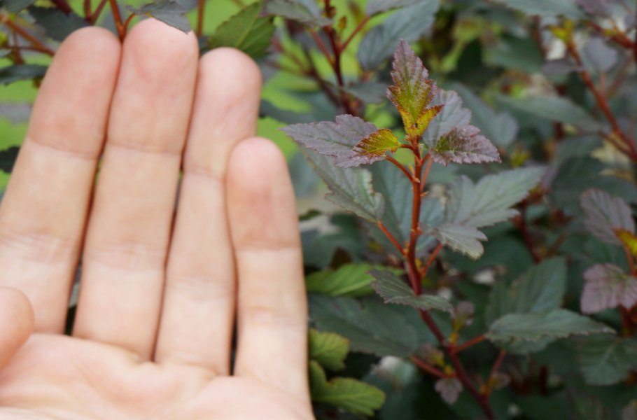 Пузыреплодник Литтл Джокер