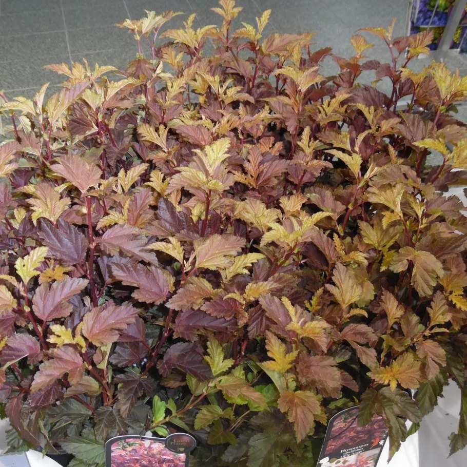 Пузыреплодник Дьяболо