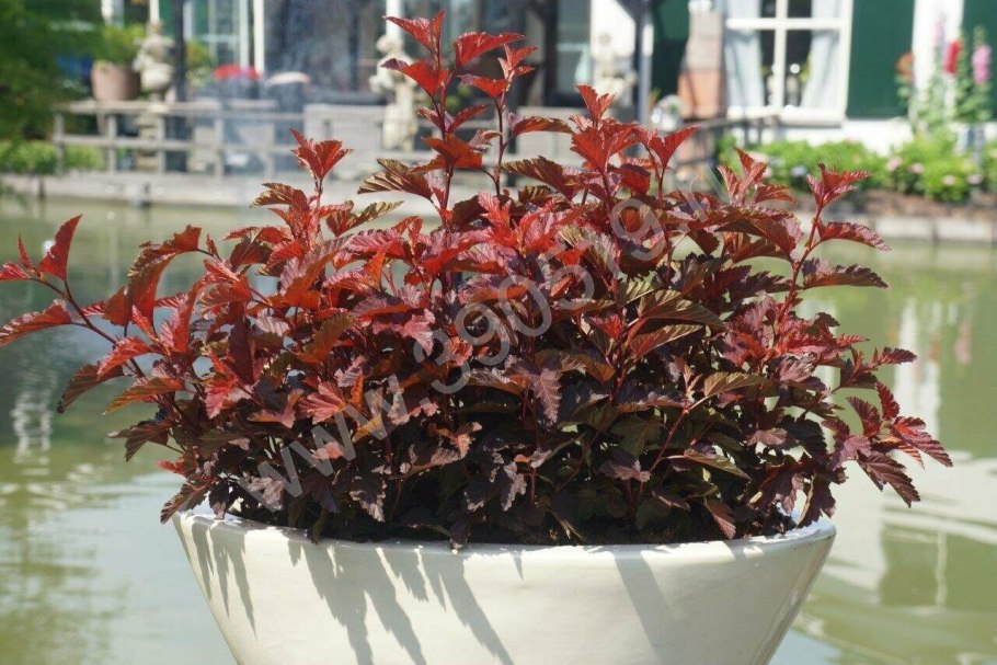 Пузыреплодник Литтл девил