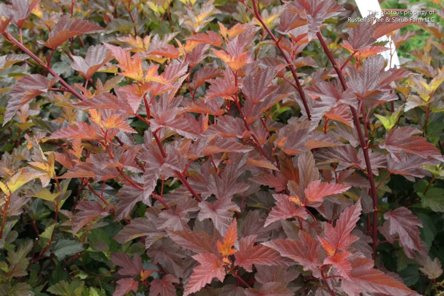 Пузыреплодник калинолистный little Devil