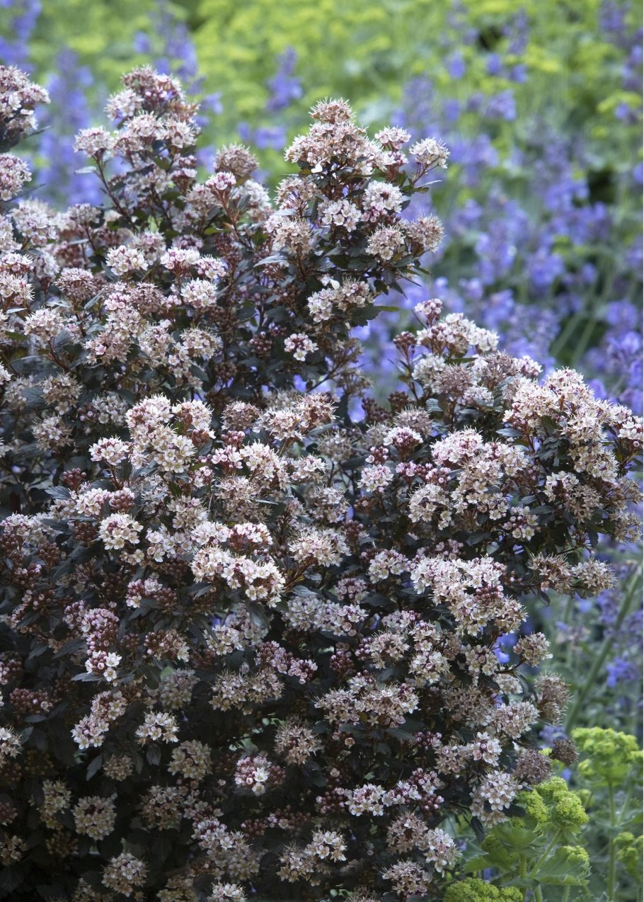 Пузыреплодник Литтл Джокер