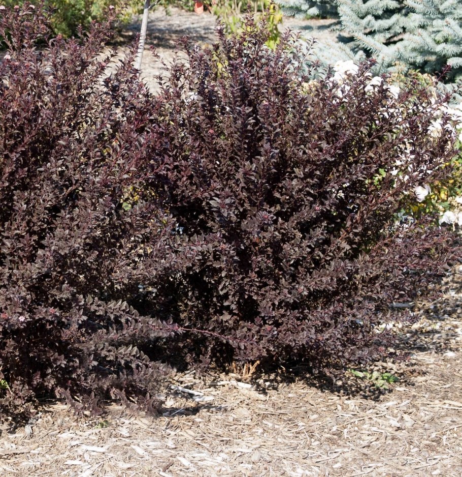 Пузыреплодник калинолистный little Angel