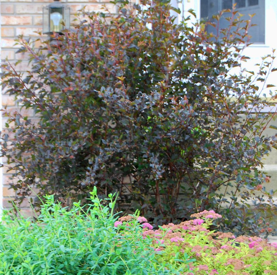 Пузыреплодник калинолистный (Physocarpus opulifolius &#96;little Greeny&#96;)