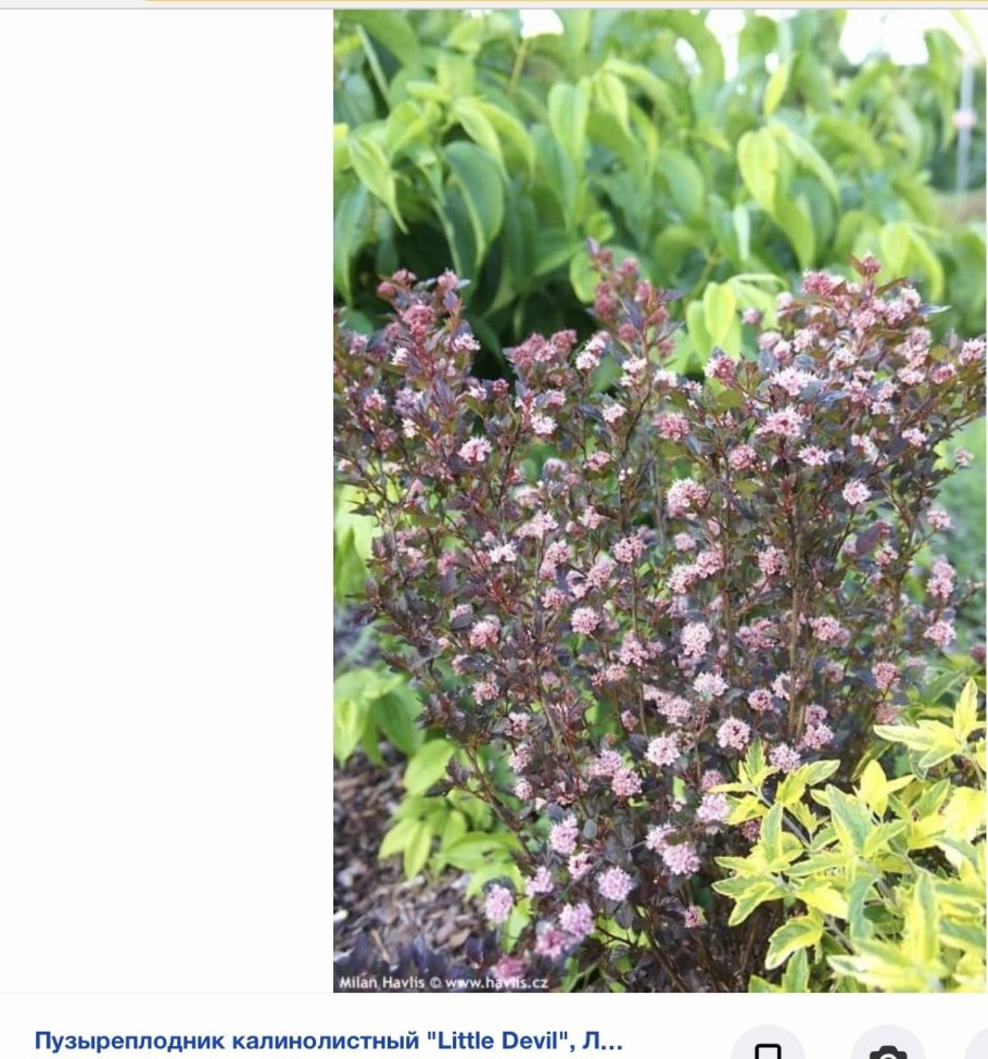 Пузыреплодник калинолистный little Joker
