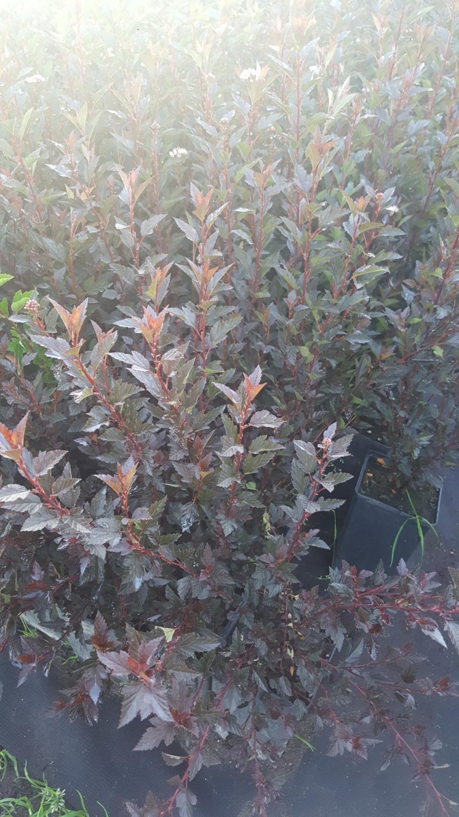 Пузыреплодник Литтл Энджел