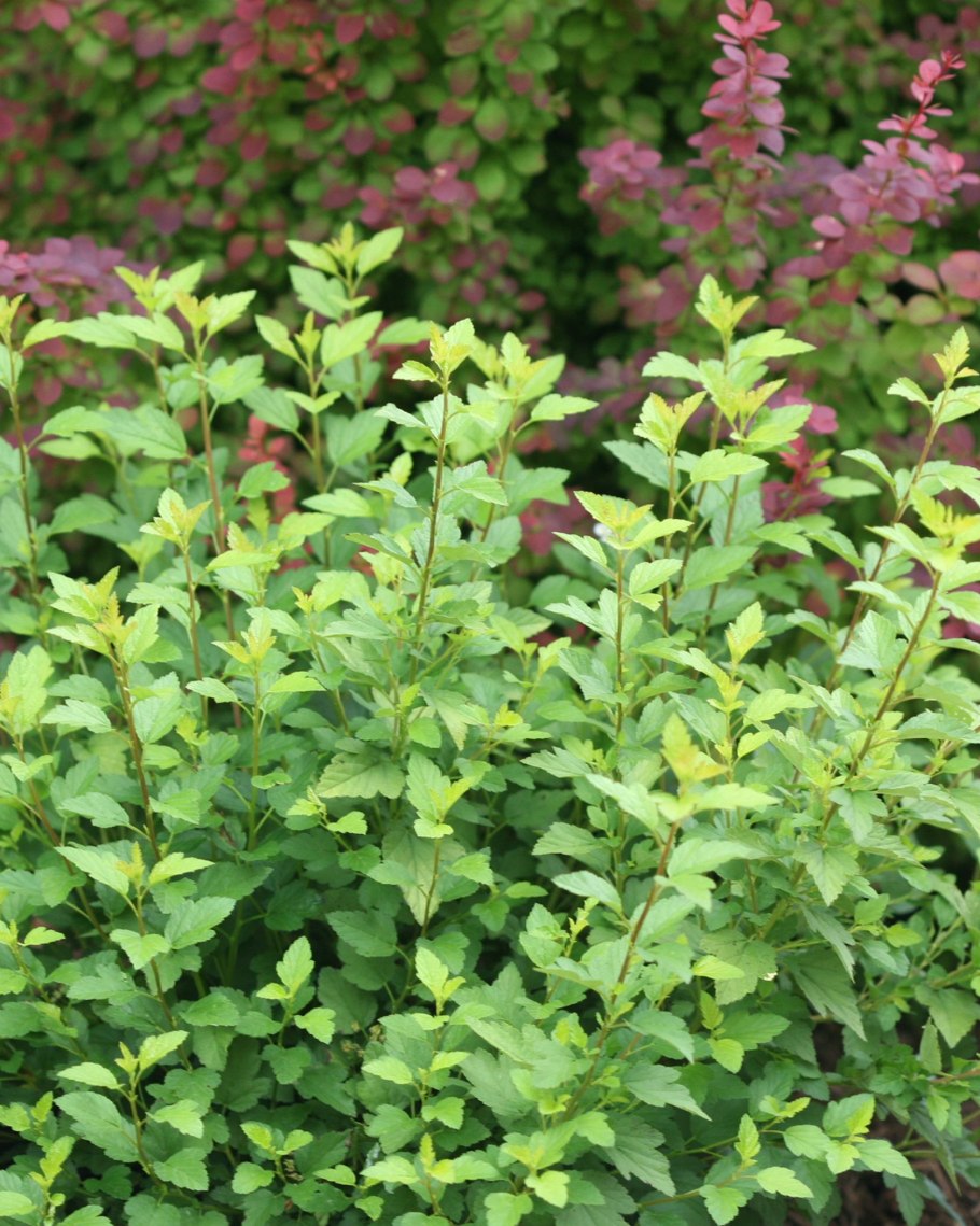 Барбарис обыкновенный Живая изгородь