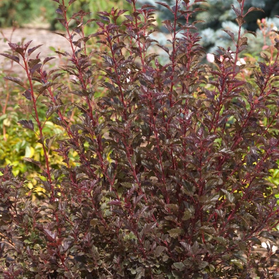 Пузыреплодник Эмбер Джубили