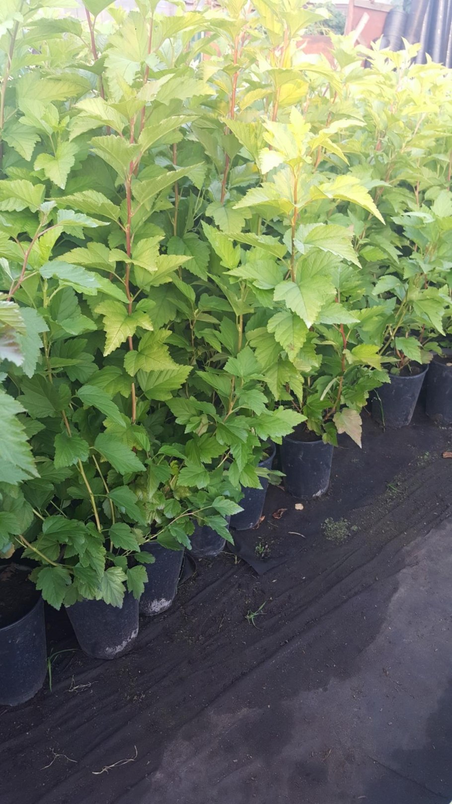 Пузыреплодник калинолистный Литтл Энджел