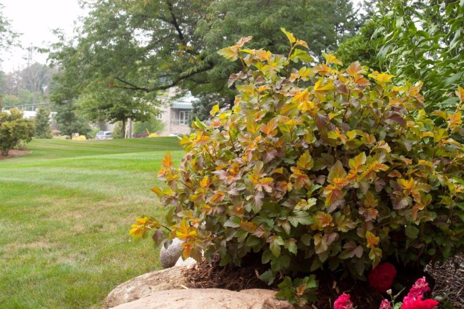 Пузыреплодник калинолистный эмбер джубили