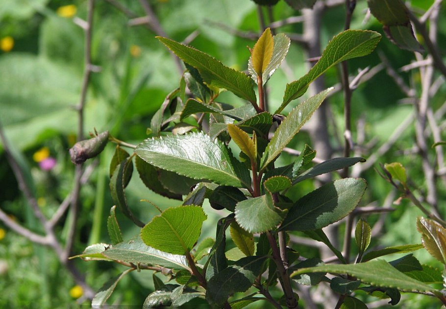 Растения Catha edulis