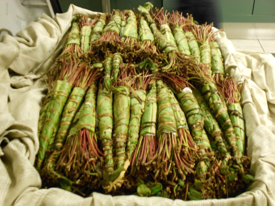 Молочай харациас