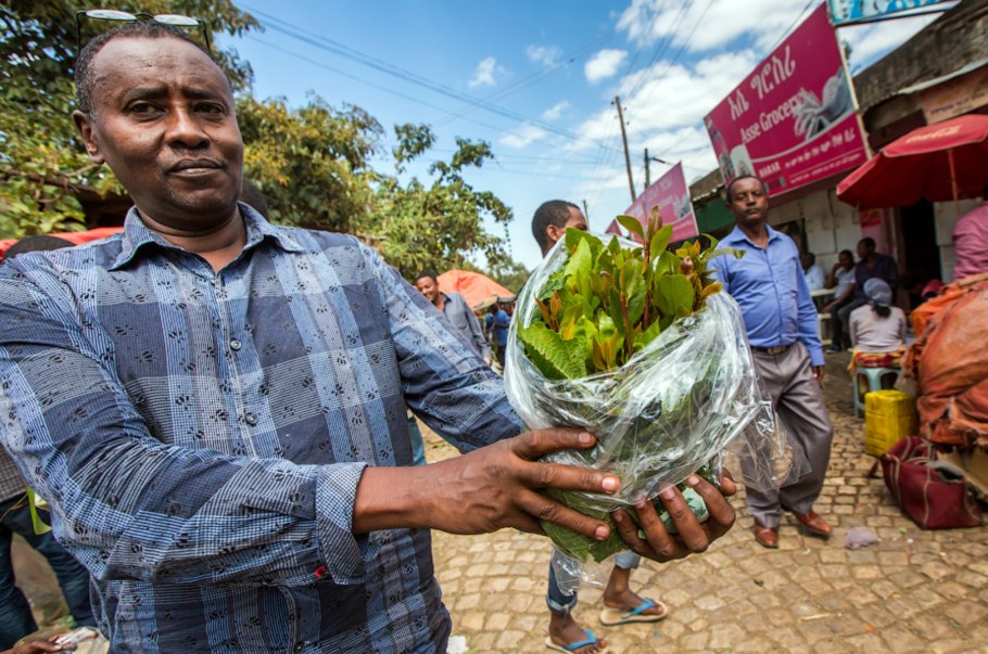 Монашеский перец растение