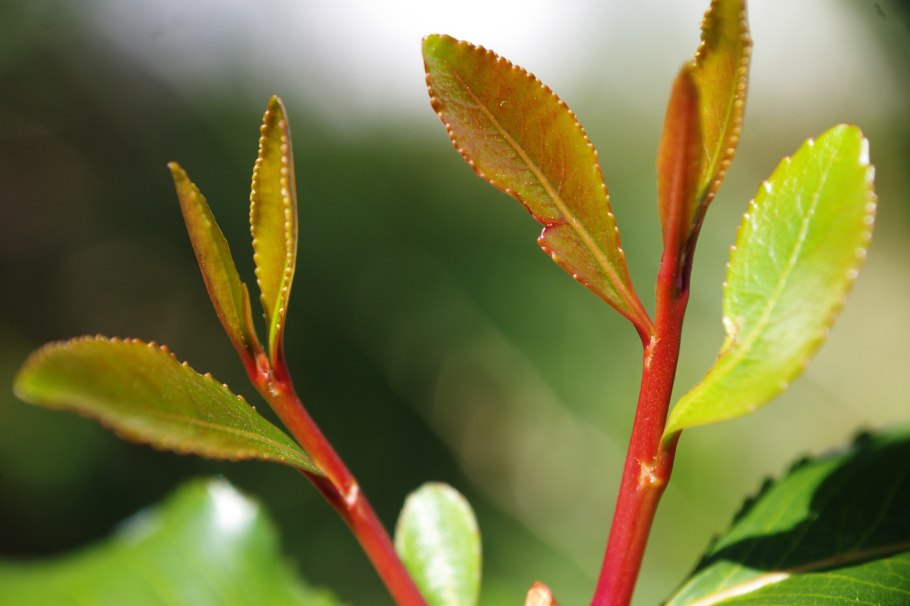 Кат (Catha edulis)