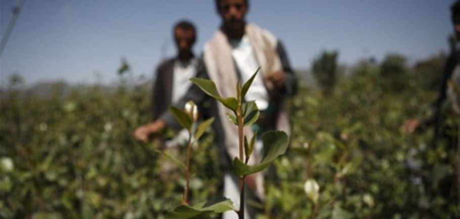 Кат Йемен трава