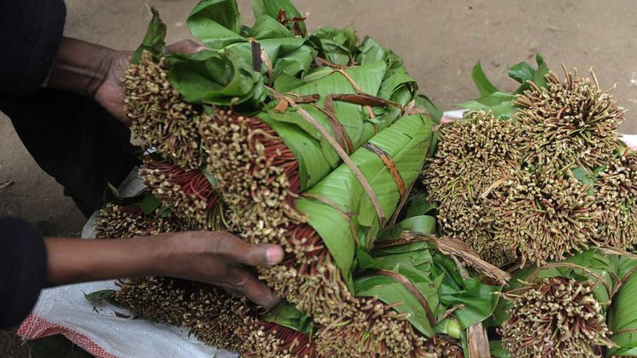 Лавр вечнозеленый