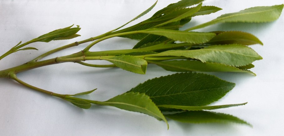 Катинон растение