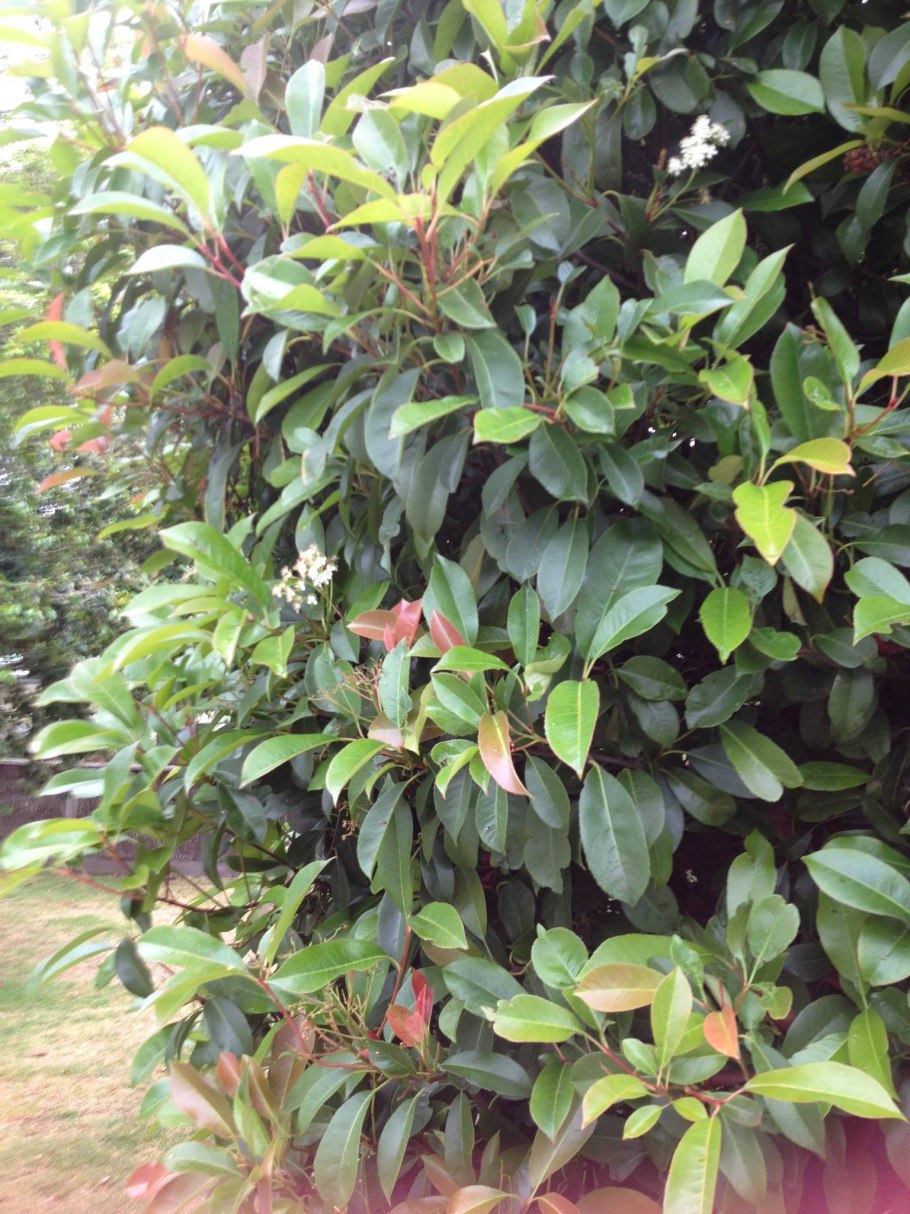 Ункария томентоза