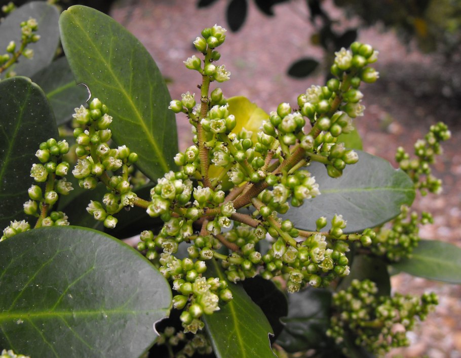 Кат Йемен трава