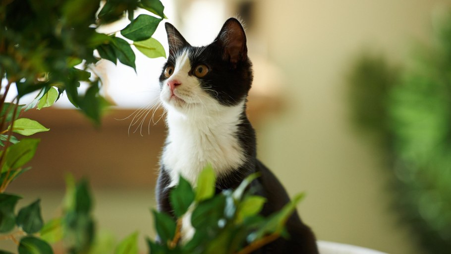 Мараттия папоротник