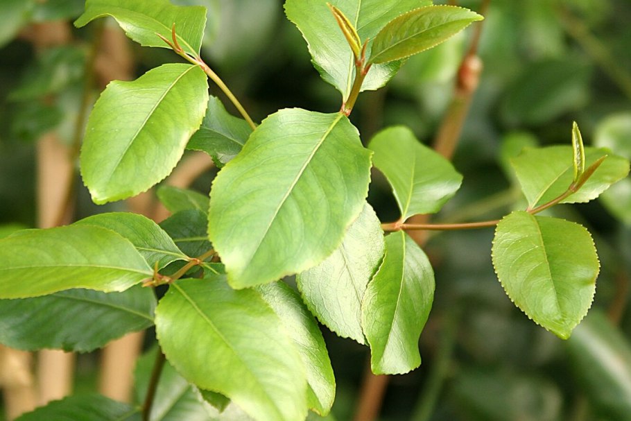 Robinia Purple Robe Робиния