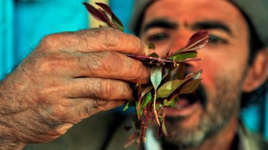 Кат Йемен трава