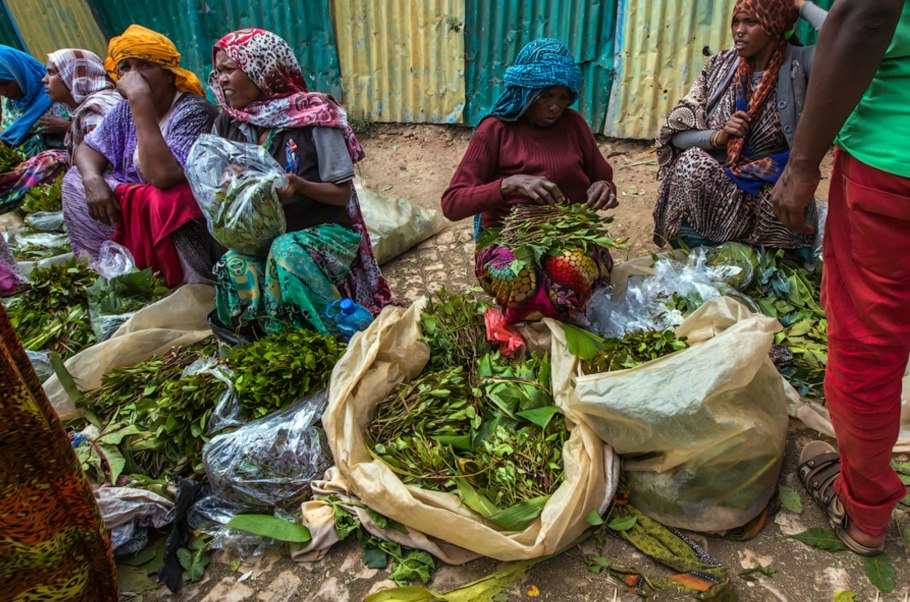 Кат культивирование дома