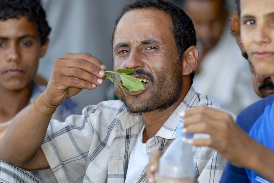 Кошка ест траву