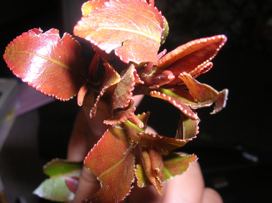 Лолот растение