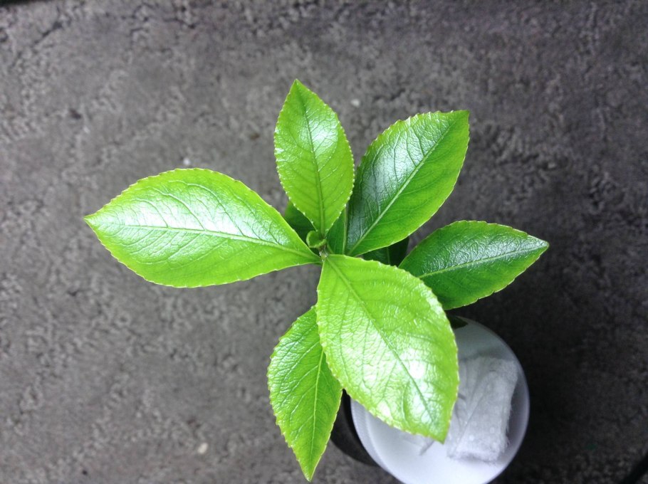 Кат (Catha edulis)