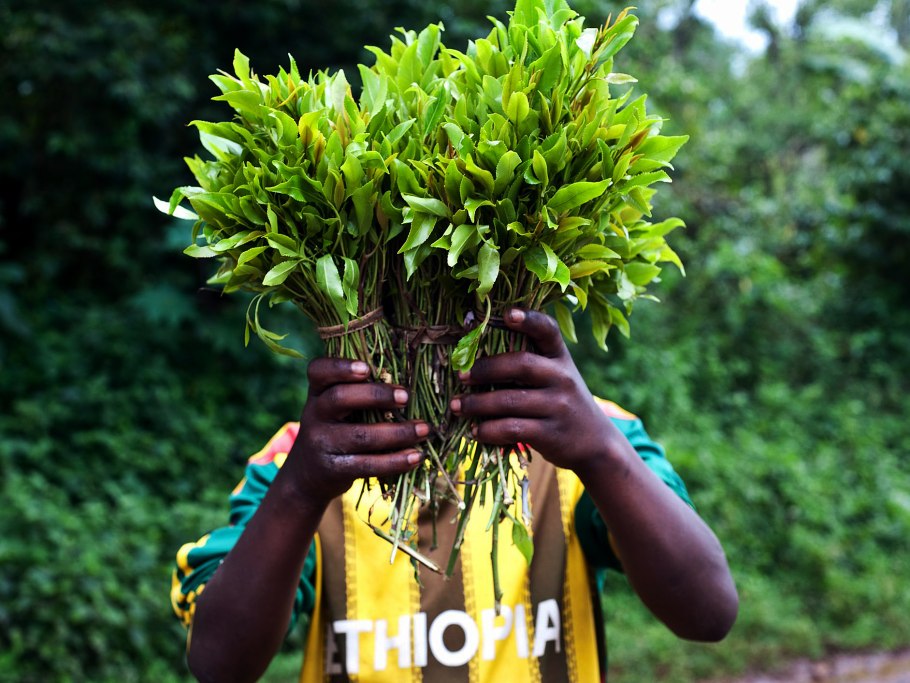 Кат растение Эфиопия