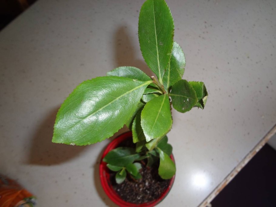 Катинон растение