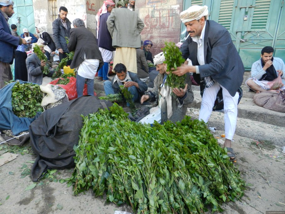 Растение кат где растет