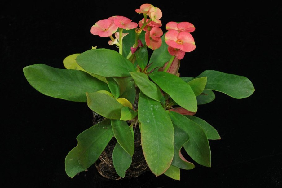 Диффенбахия Баузе