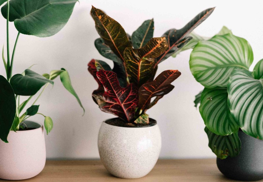 Диффенбахия Баузе (Dieffenbachia bausei)