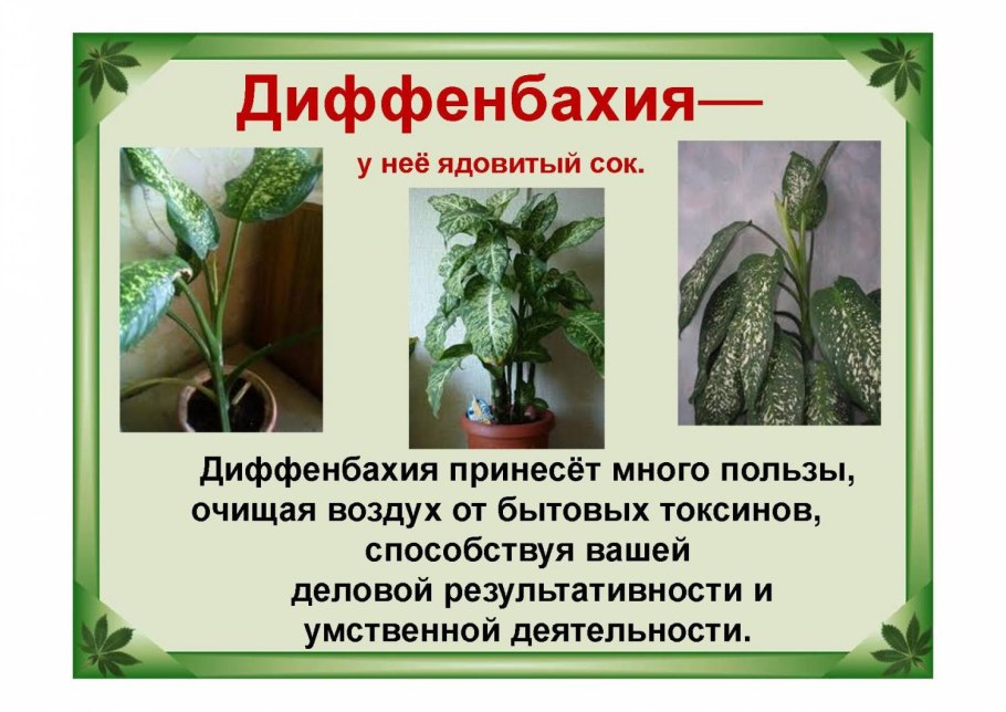 Молочай беложильчатый (Обезьянья Пальма)